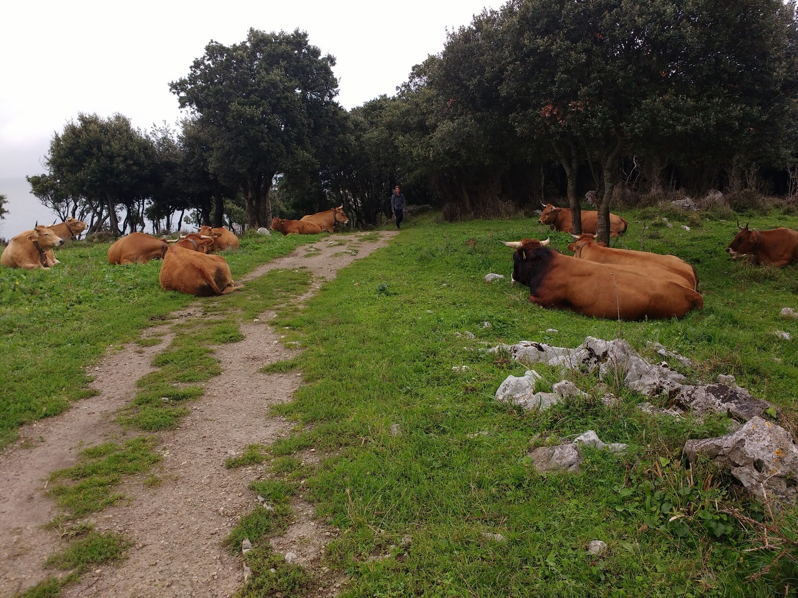 Vacas en el viaje