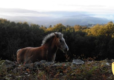 Camino Primitivo