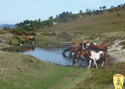 Camino Primitivo