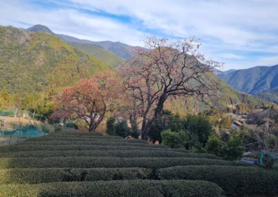 Kumano-Kodo Nakahechi Route