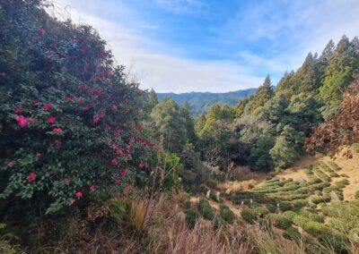 Kumano-Kodo Nakahechi Route